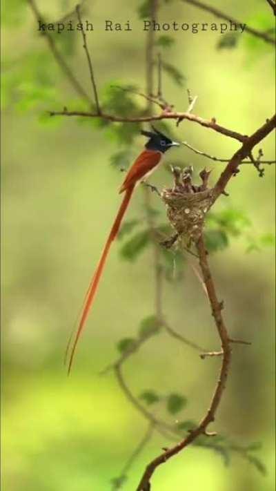 🔥 African Paradise Flycatcher feeding his chicks