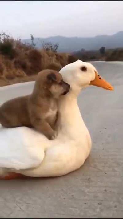 Pup gets a duck ride