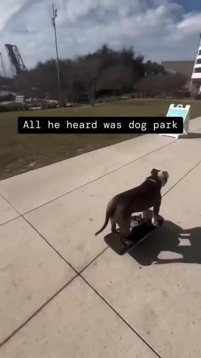 This pitbull riding a One wheel