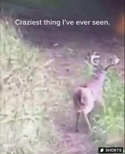 Oh deer!