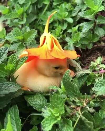 Baby duck flower