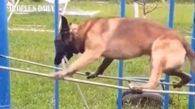 German Shepherd is taking the final test before becoming a military dog.