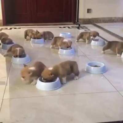 Corgis Munching down.