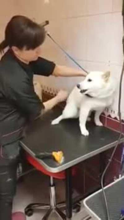 How this talented groomer establishes trust with a shiba in under a minute