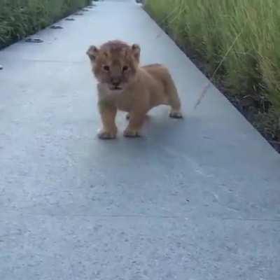 Adorable baby lion shows off his roar