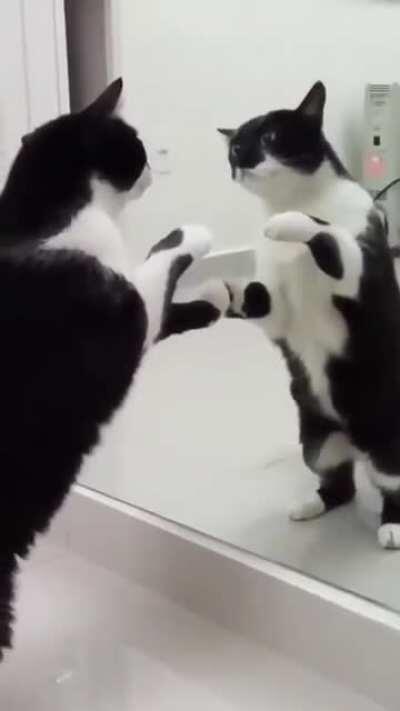 Cat figuring out its reflection for the first time