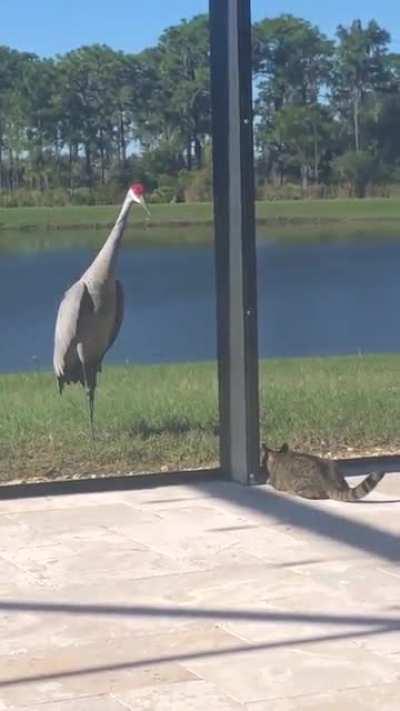 A cat and a crane.