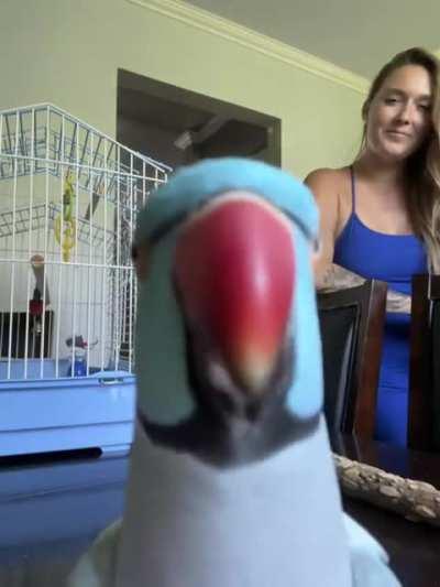 Birb recognizes himself in front camera