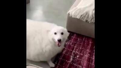 Round boi does a bamboozle