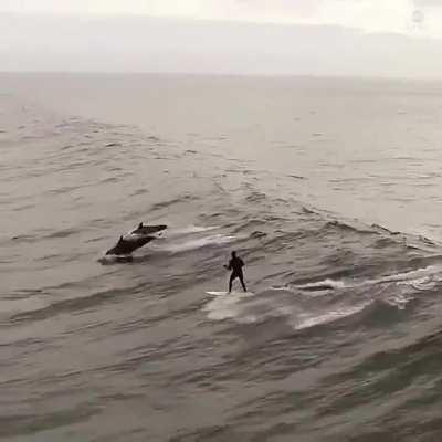 🔥 Amazing drone footage of dolphins swimming alongside a ...