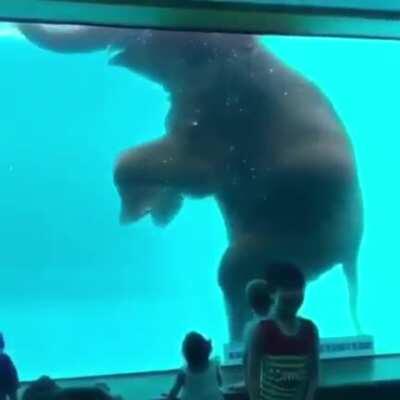 This zoo has an elephant aquarium