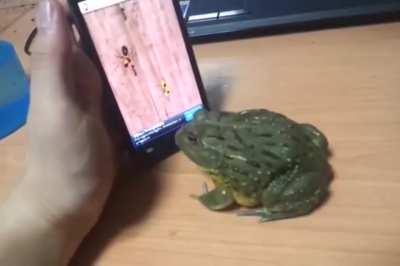 Trolling a frog with fake food, WCGW?