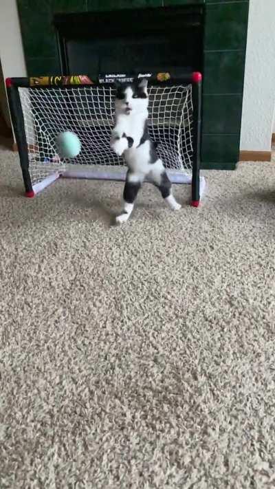 Kitty Goalie 🥅🔥