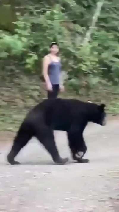 🔥 a black bear decides to have a closer look at a girl out for a walk 🔥