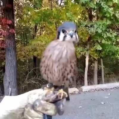 🔥 Stabilization of an American Kestrel