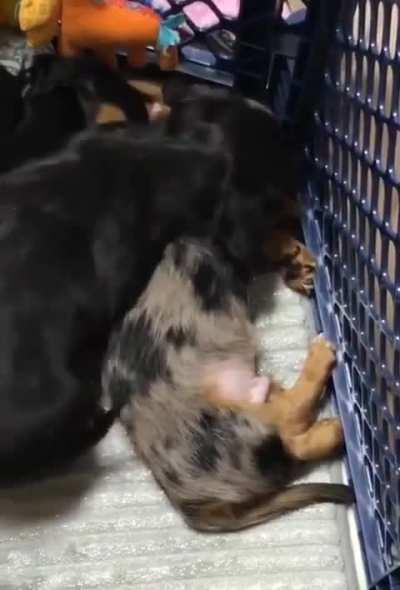 Puppy hugs his little brother who's having a nightmare