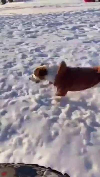 Doggo enjoys racing their human sledding down a snowy hill.