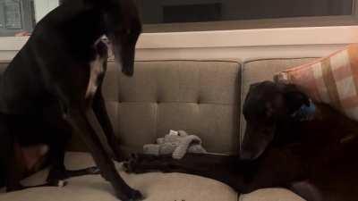 GREYHOUND FIGHT (both were completely fine and still friends!)