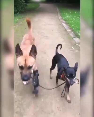 Dog walking his disabled pal for him.