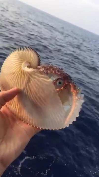 🔥 This is an Argonaut, or Paper Nautilus.