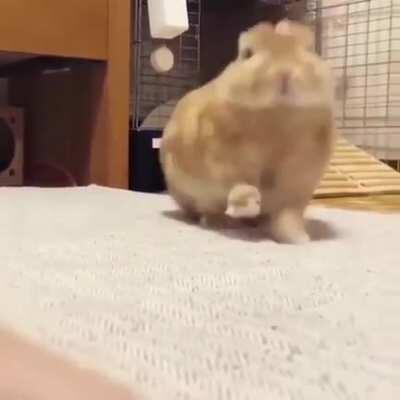 A bunny stretch and yawn. I cannot handle this