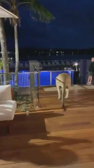 Kangaroo quickly learns to use the stairs after crashing a party