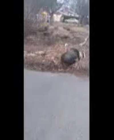 My friend got chased by turkeys best day zof my life 😆