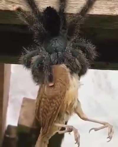 🔥Goliath birdeater spiders apart from devouring birds can also make hiss sound and live up to 45 years..