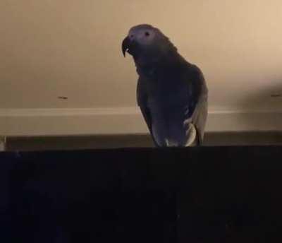 The way this parrot makes it sound so real