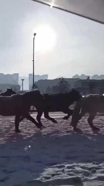 Mongolian horseman on a middle of the Ulaanbaatar road