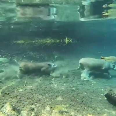 🔥 Tapirs running underwater in the Prata River, Brazil