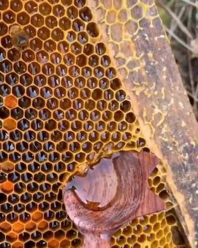 Making some honey