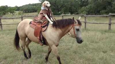 Dog riding a horse