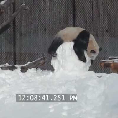 Panda playing with a snowman at the Toronto Zoo