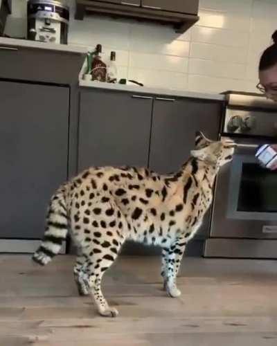 Such a big cat