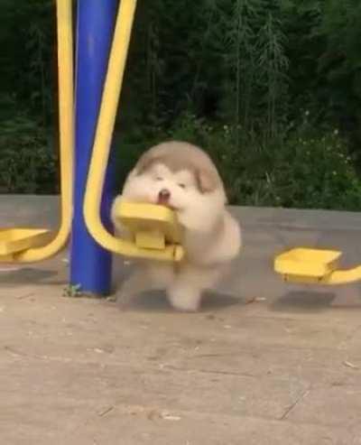 Just a swinging pup