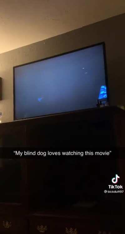 Blind Dog