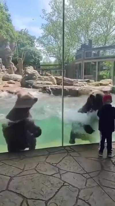 Bears at the St. Louis Zoo making waves!