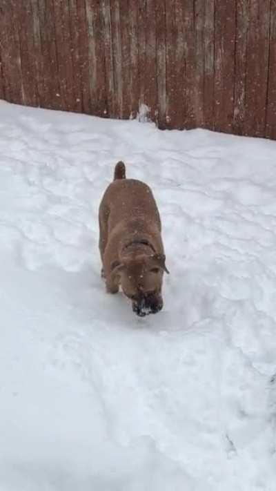 Eddie loves playing in the snow