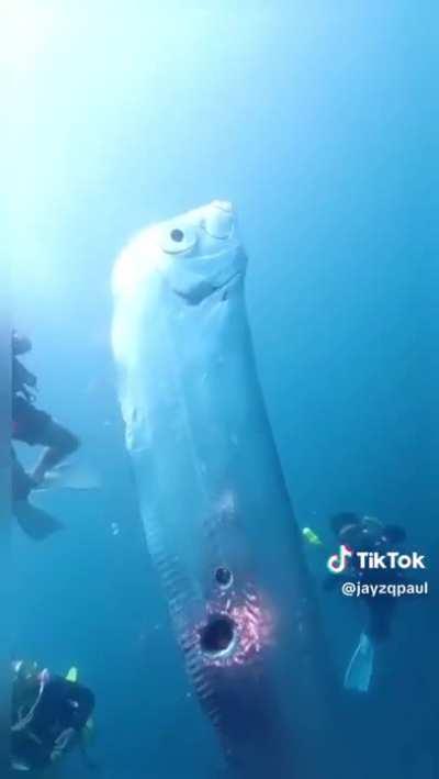 Scuba divers find oarfish