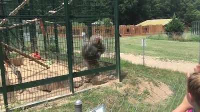 WCGW if I taunt this monkey