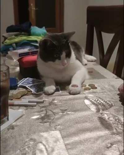 Cat learns how to flip a coin