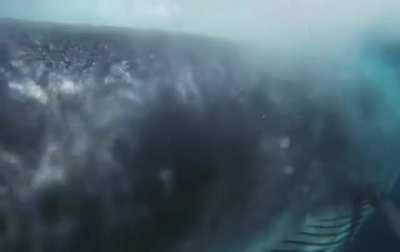 Just a whale... coming out of nowhere.