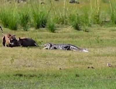 Tiger trying to take down a Boar while a Mugger Crocodile tries to eat them both.