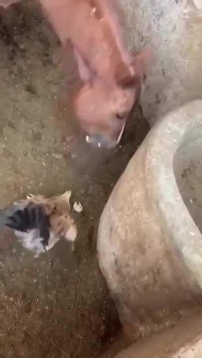 Wcgw letting horse eat ur baby chick