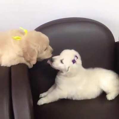 Little puppies licking each other