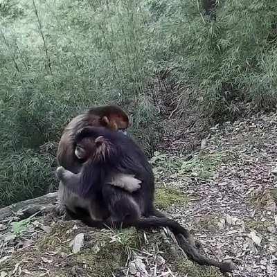 Monkey hug