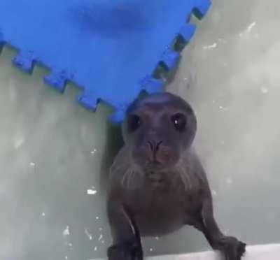 Her name is Wallace and she’s at the Tynemouth Seal Hospital until she’s healthy enough to be released