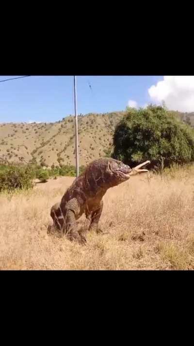 komodo dragon swallowing a deer