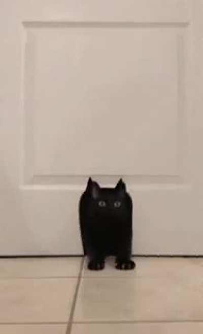 The way the cat fits the door way